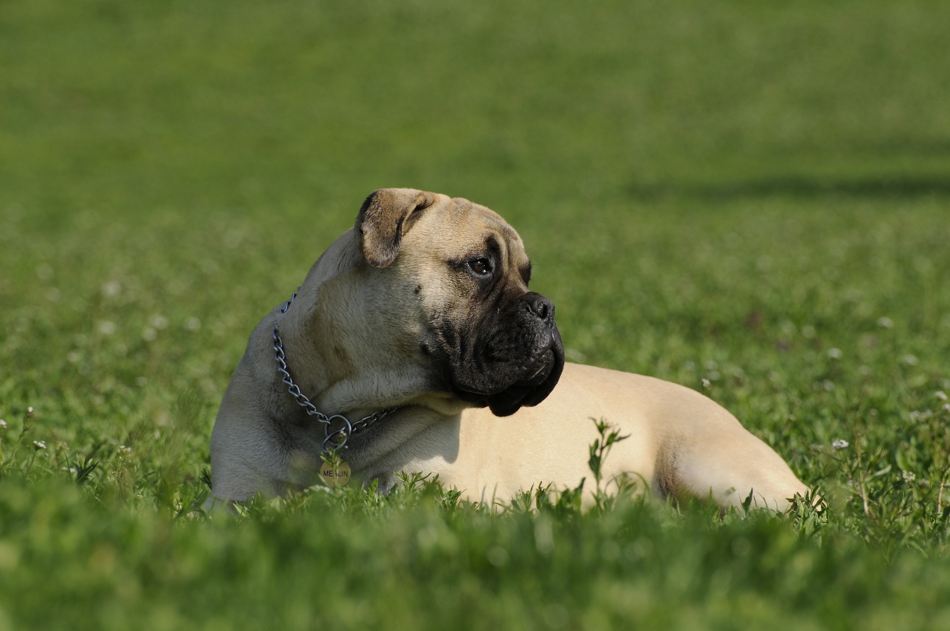 Develops your Dog's "Hidden Intelligence"