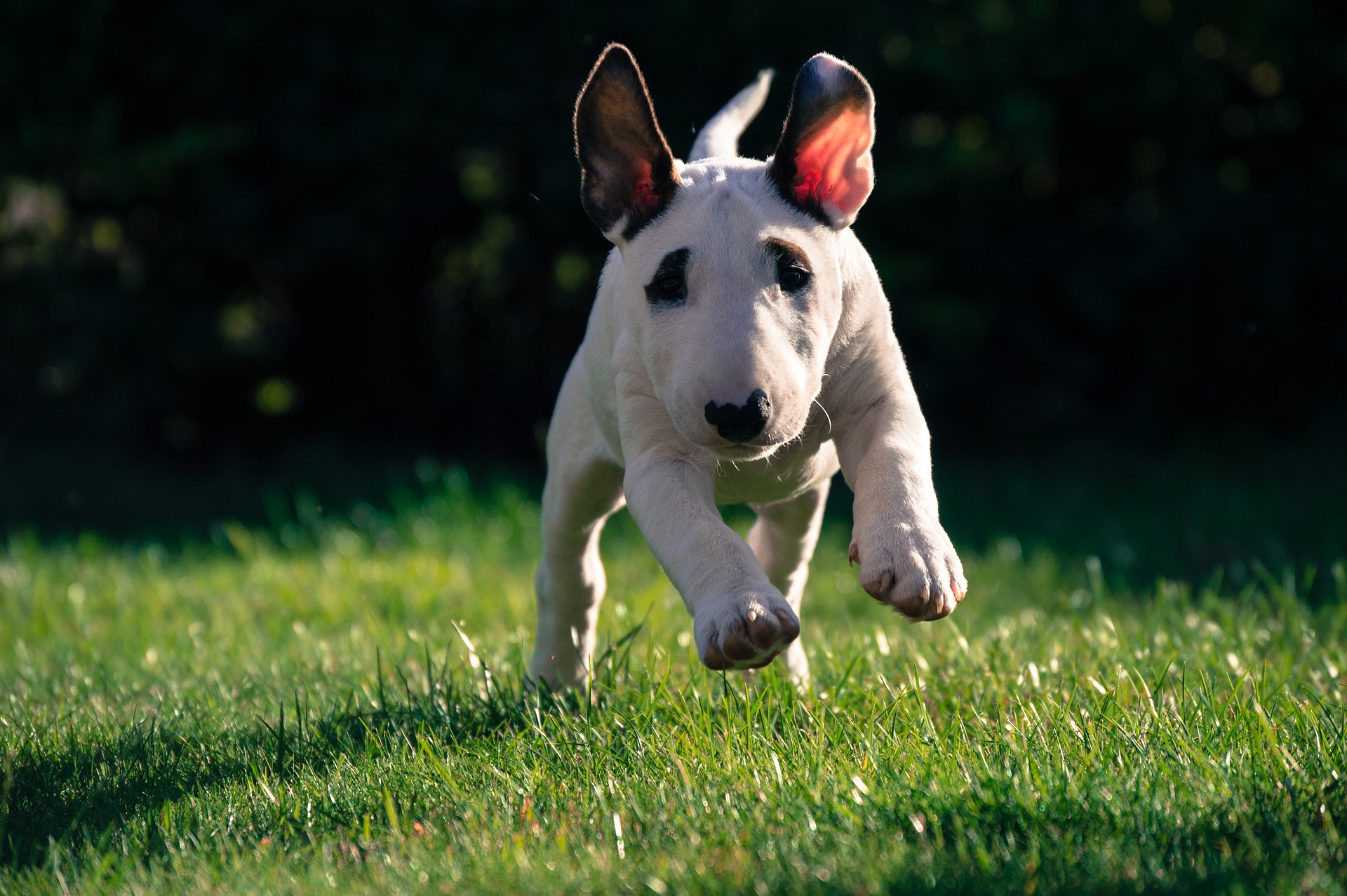 Develops your Dog's "Hidden Intelligence"