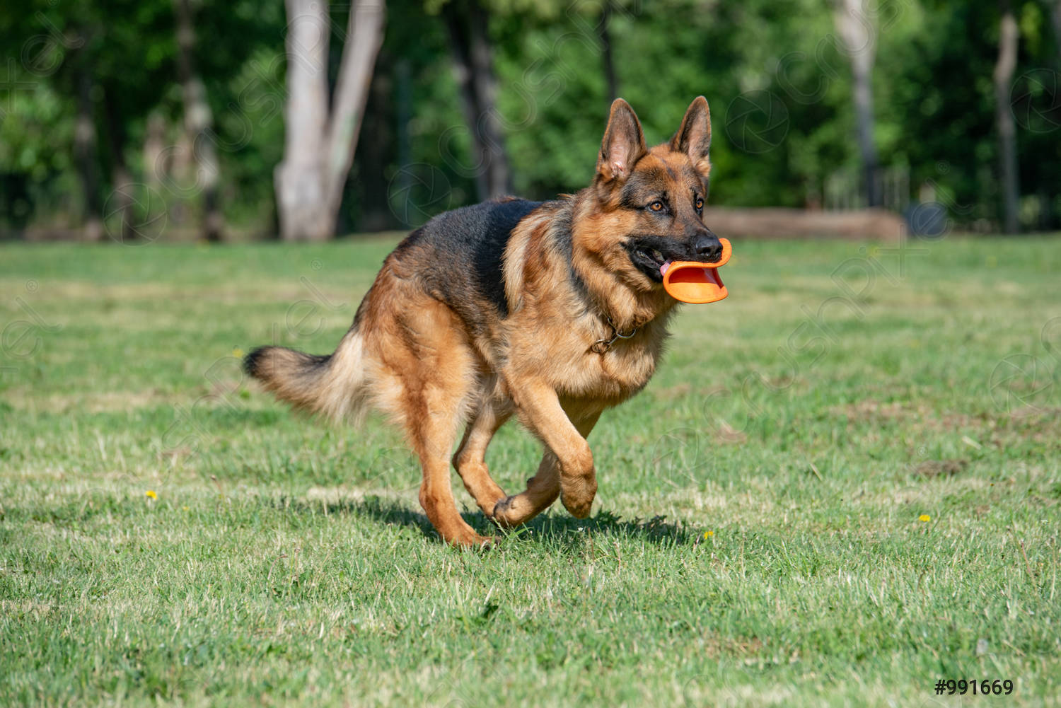 Brain Training For Dogs