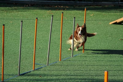 Brain Training For Dogs