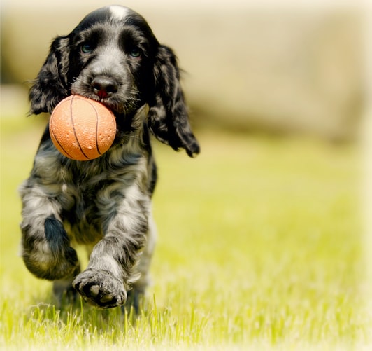 Brain Training For Dogs