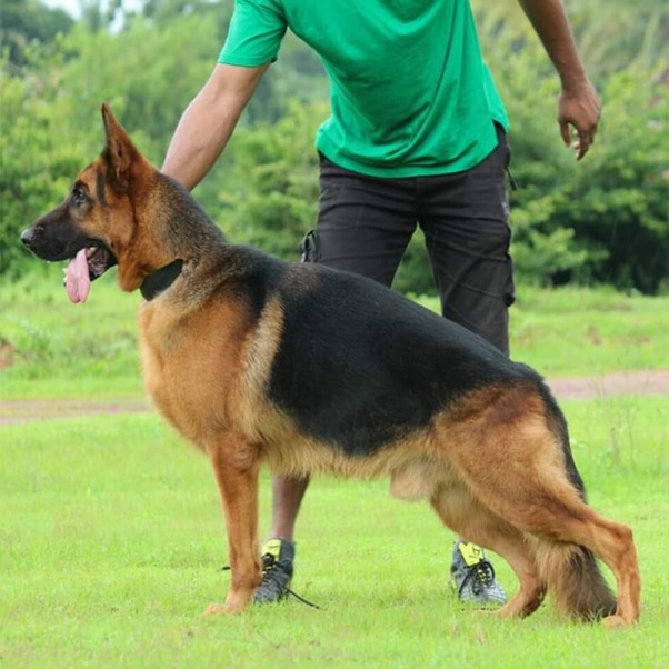 Brain Training For Dogs