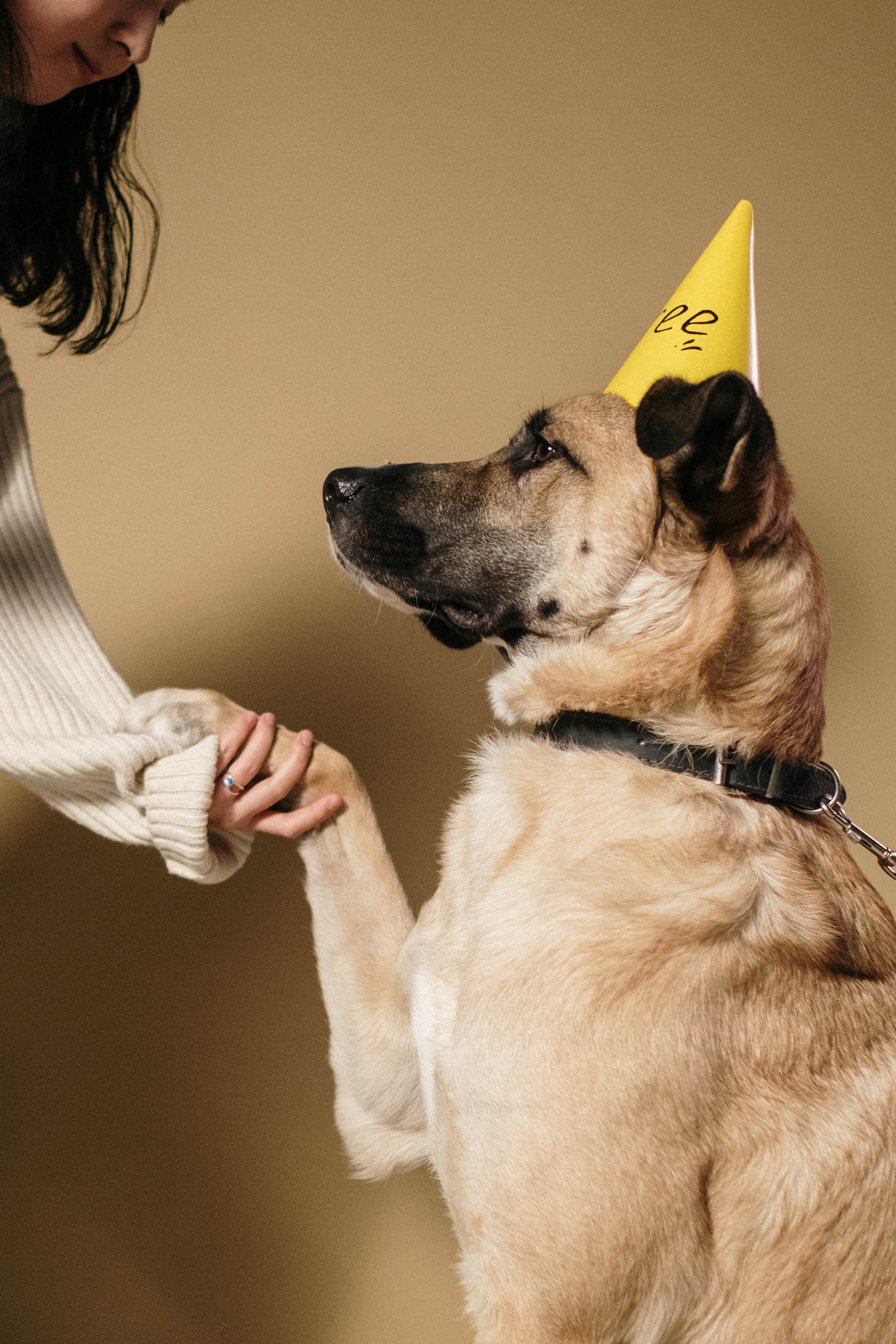 5 Reasons Why You Need to Train Your Dog -

1.Training benefits both dog and owner For their own safety
2.It helps your dog to be more sociable
3.Training makes boarding your dog go smoothly
4.Because you can teach old dogs new tricks
Click here - https://bit.ly/3Blxa47