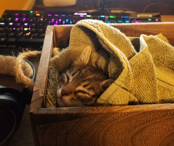 Cute Photos Of Cats Enjoying A Warm Nap