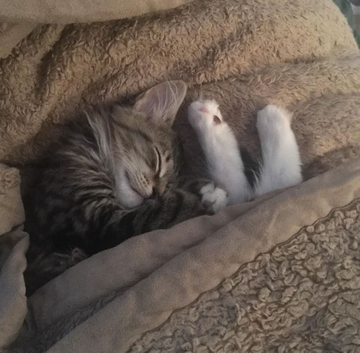 Cute Photos Of Cats Enjoying A Warm Nap