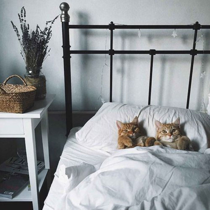 Cute Photos Of Cats Enjoying A Warm Nap