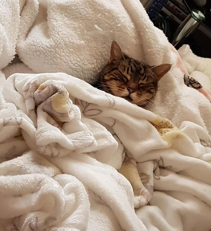 Cute Photos Of Cats Enjoying A Warm Nap