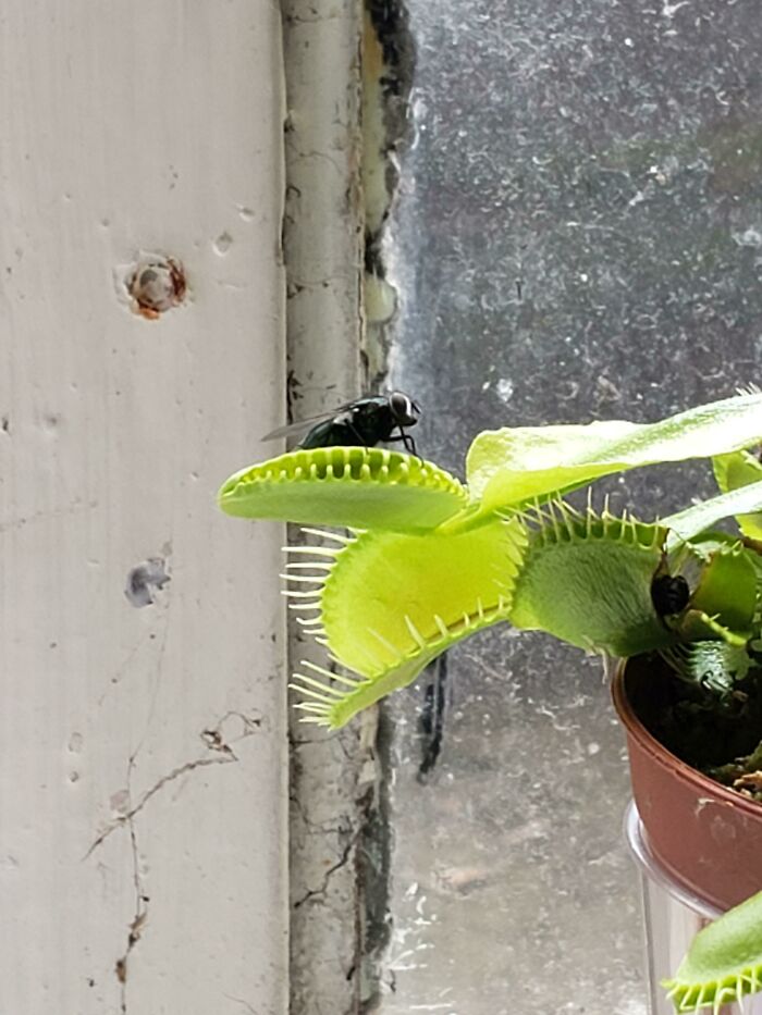 Venus Fly Trap is getting fired.