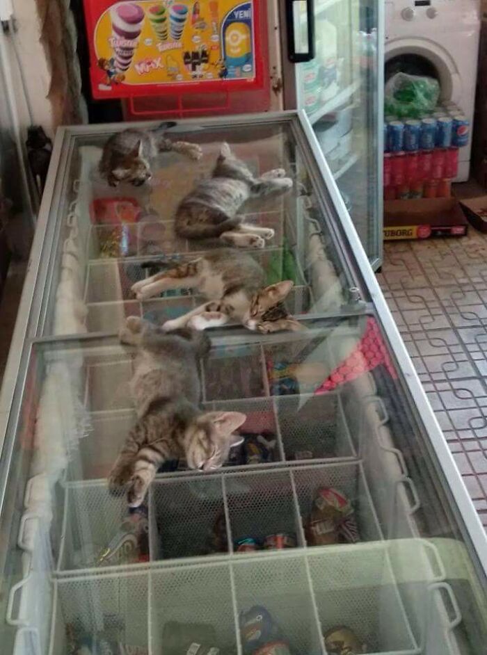 It’s Kinda Hot In Turkey, So The Shop Owner Let The Kittens Sleep On The Freezer