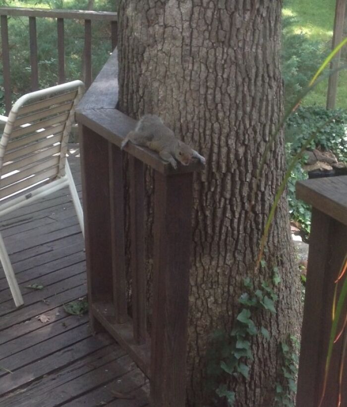 When It’s So Hot Out, You Need To Take A Break From Doing Your Squirrel Things