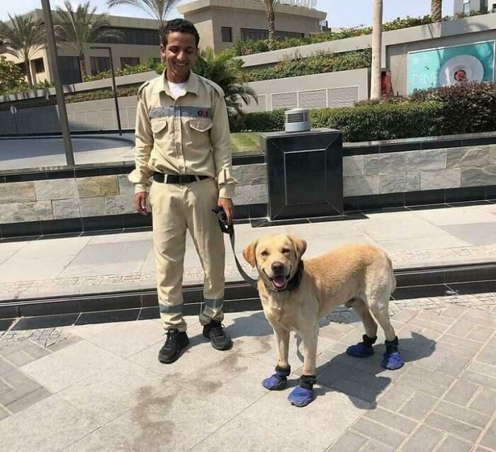 A Security Man In Egypt Decided To Cover The Dog’s Paws To Protect Him From The Hot Pavement