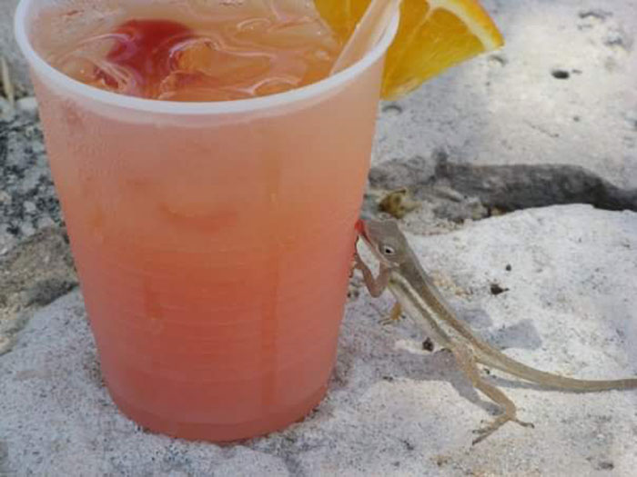 It Was A Really Hot Day So This Little Guy Decided To Lick The Condensation Off My Drink