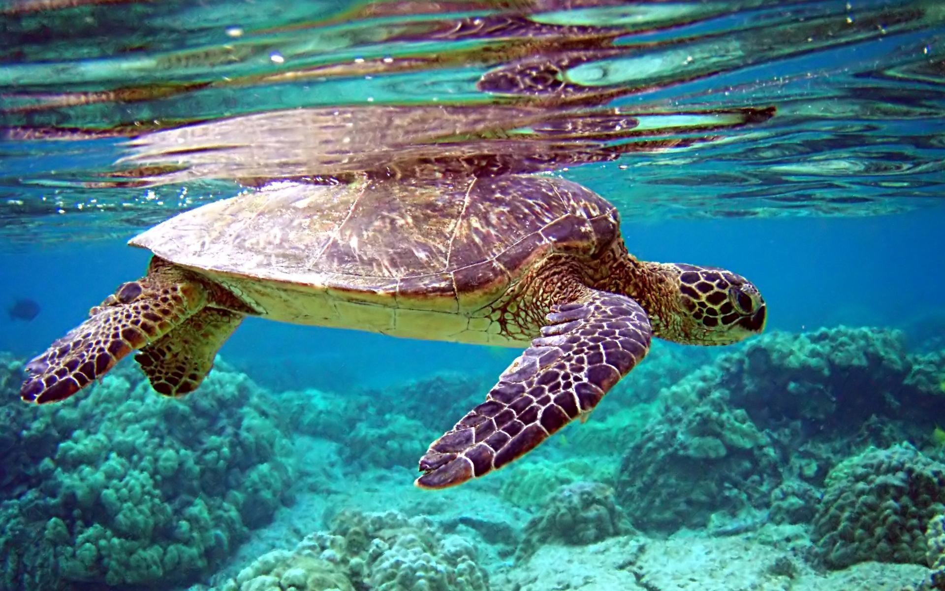 Turtle was as animal so live in water, Nature's future