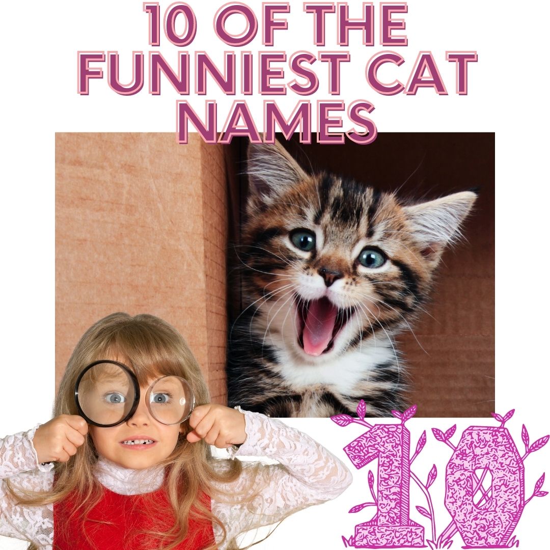 Writing a topic about 10 of the funniest cat names, an attractive topic and a lot of reading.
When you welcome a new purring cat into your home, you may discover that they have a whole different personality than when you met them at the shelter!