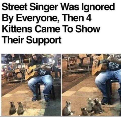 wholesome posts - uplifting news - cats listening to musician - Street Singer Was Ignored By Everyone, Then 4 Kittens Came To Show Their Support