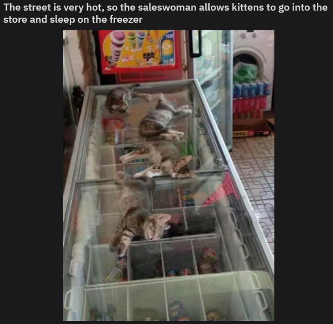 wholesome posts - uplifting news - kittens sleeping on freezer - The street is very hot, so the saleswoman allows kittens to go into the store and sleep on the freezer Ana