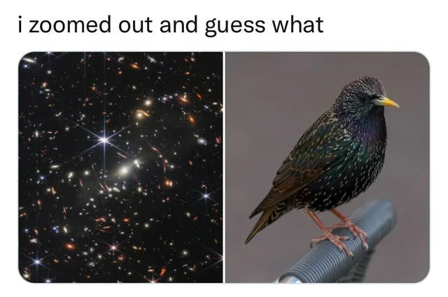 dank memes - funny memes - starling bird - i zoomed out and guess what