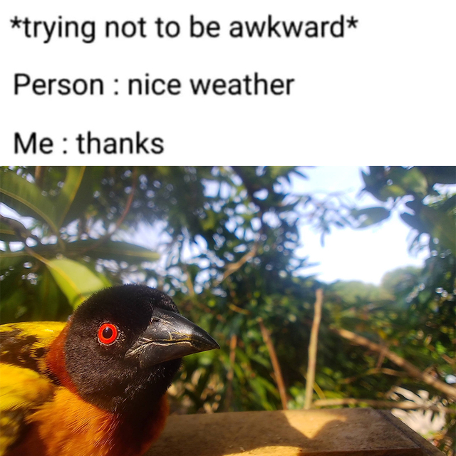 dank memes - funny memes - fauna - trying not to be awkward Person nice weather Me thanks