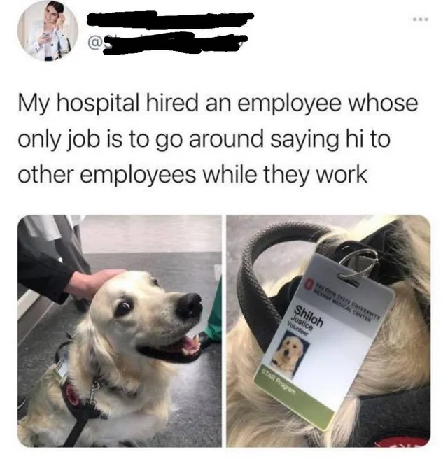 wholesome - cringe - dog - My hospital hired an employee whose only job is to go around saying hi to other employees while they work Tex One frare University Wiener Medical Center Shiloh Justice Volunteer Star Program www