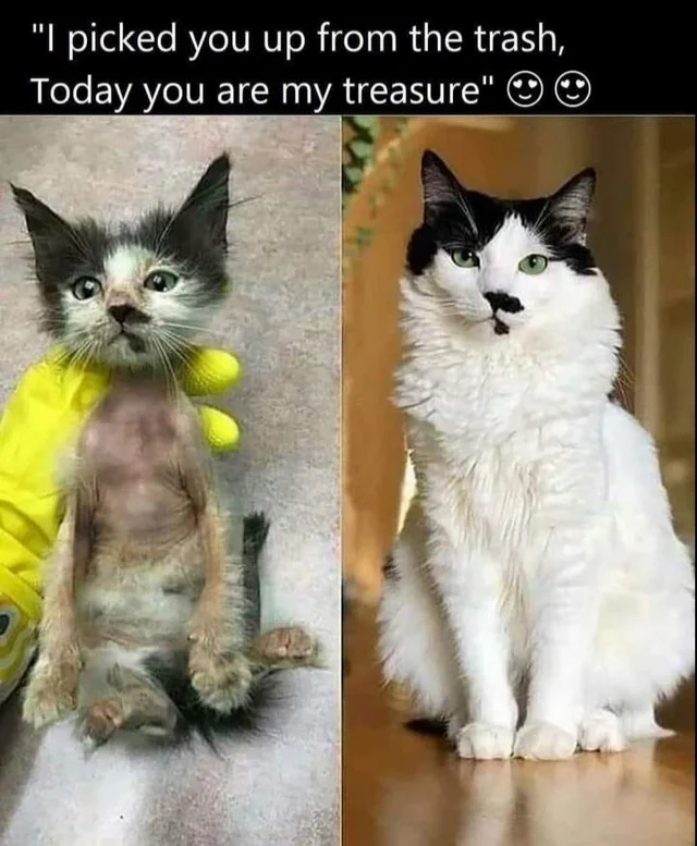 wholesome - cringe - photo caption - "I picked you up from the trash, Today you are my treasure"