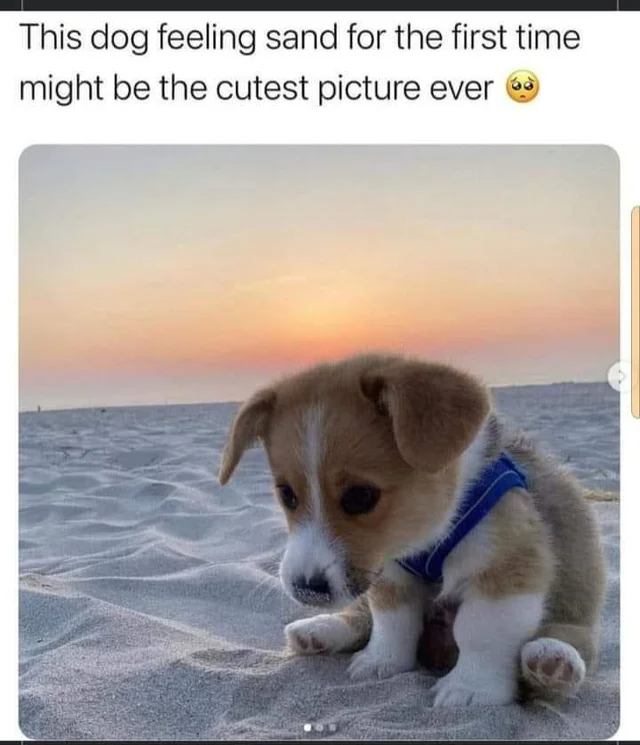 wholesome - cringe - dog obi wan - This dog feeling sand for the first time might be the cutest picture ever