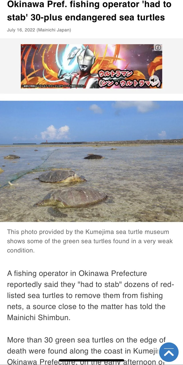 wholesome - cringe - water resources - Okinawa Pref. fishing operator 'had to stab' 30plus endangered sea turtles Manich Japan Sulow 24155 This photo provided by the Kumejima sea turtle museum shows some of the green sea turtles found in a very weak condi