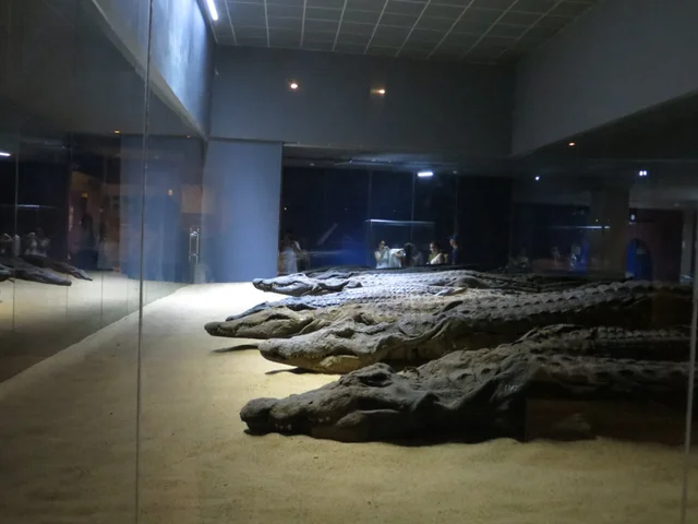 ancient artifacts - archaeology - crocodile in kuwait