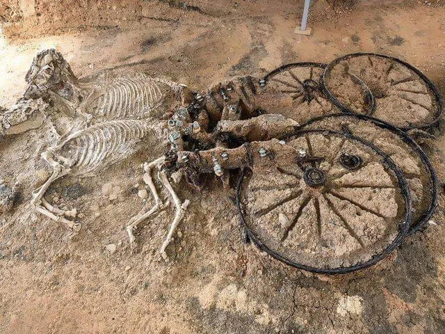 ancient artifacts - archaeology - 2000 year old thracian chariot with horse skeletons