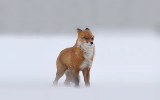 freezing as f - winter photos - wimdy fox