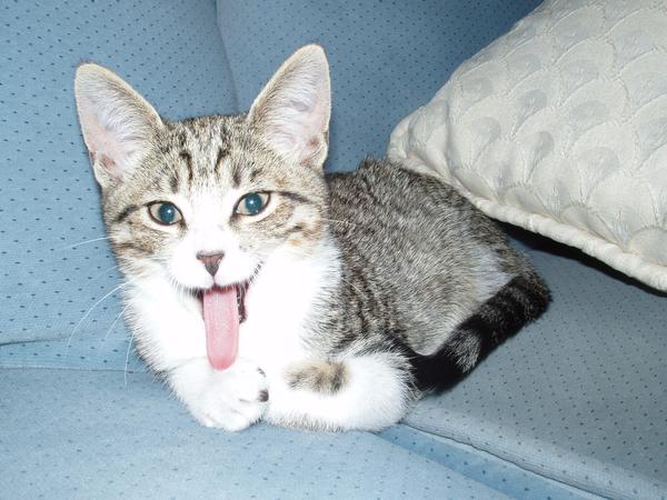 cat with a long tongue