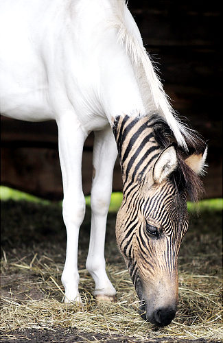 real: horse (father) bred with zebra (mother) in Western Germany
