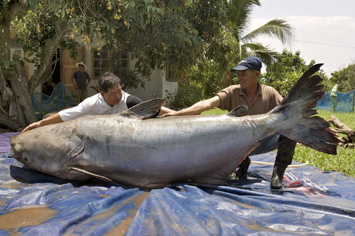 646 pound catfish