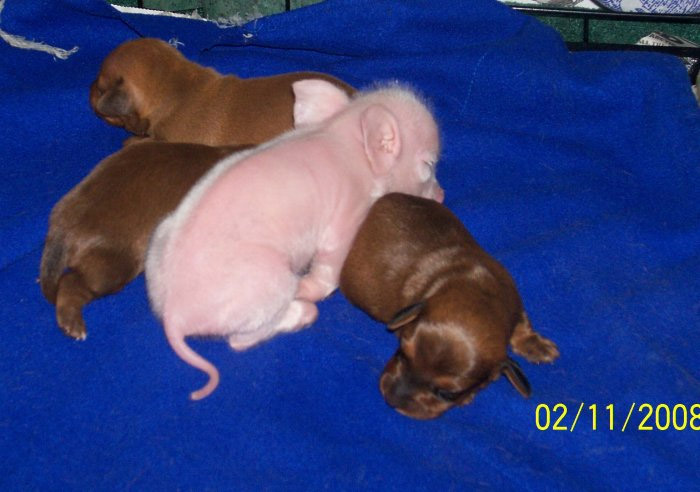 piglet raised with puppies