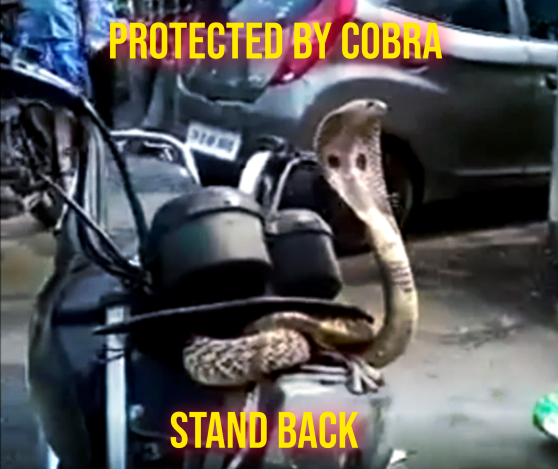 A live cobra wrapped itself around this motorcycle in India. My me think of the old Viper alarms.
