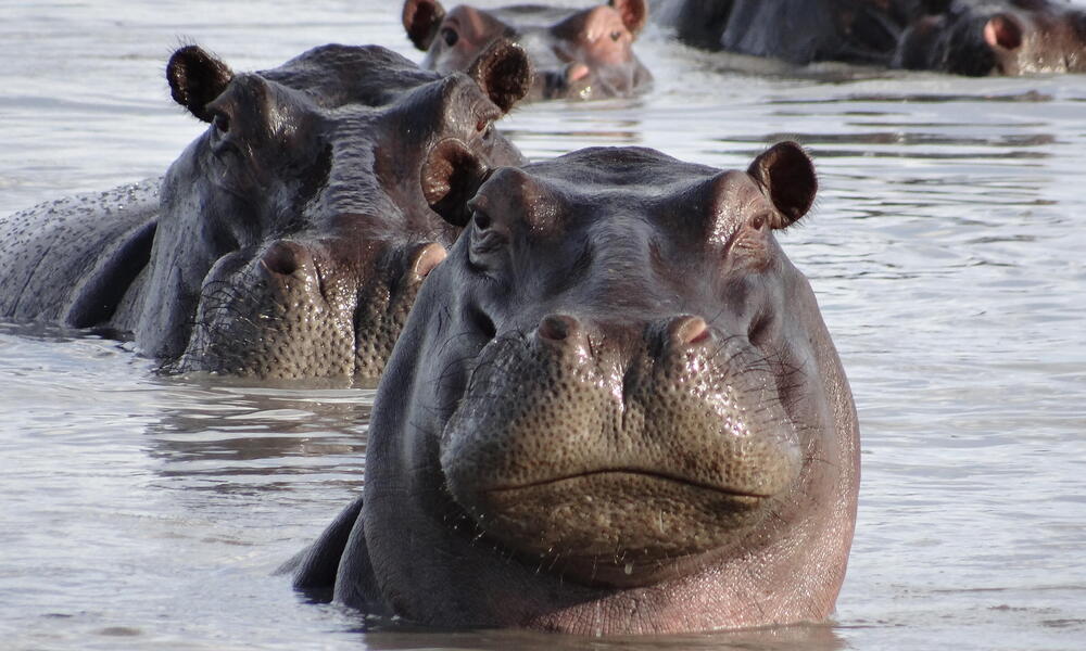 Disturbing History Facts  - many hippos are left in the world