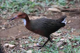 Disturbing History Facts  - aldabra bird