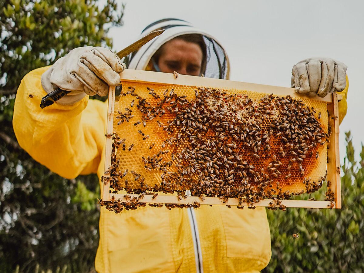 reasons to be optimistic - future - honey bee colony