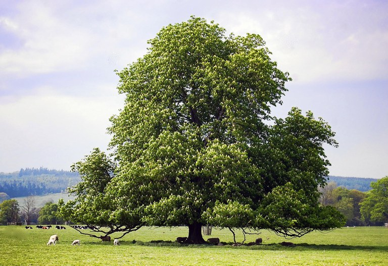 reasons to be optimistic - future - chestnut tree - V