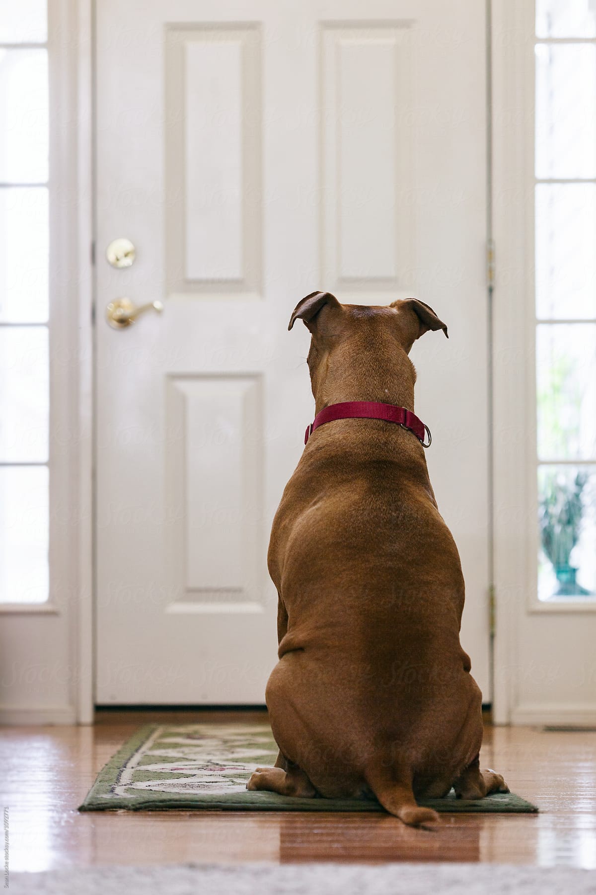fascinating facts -  interesting facts --  dog waiting for owner at door - Lizuotos Apps