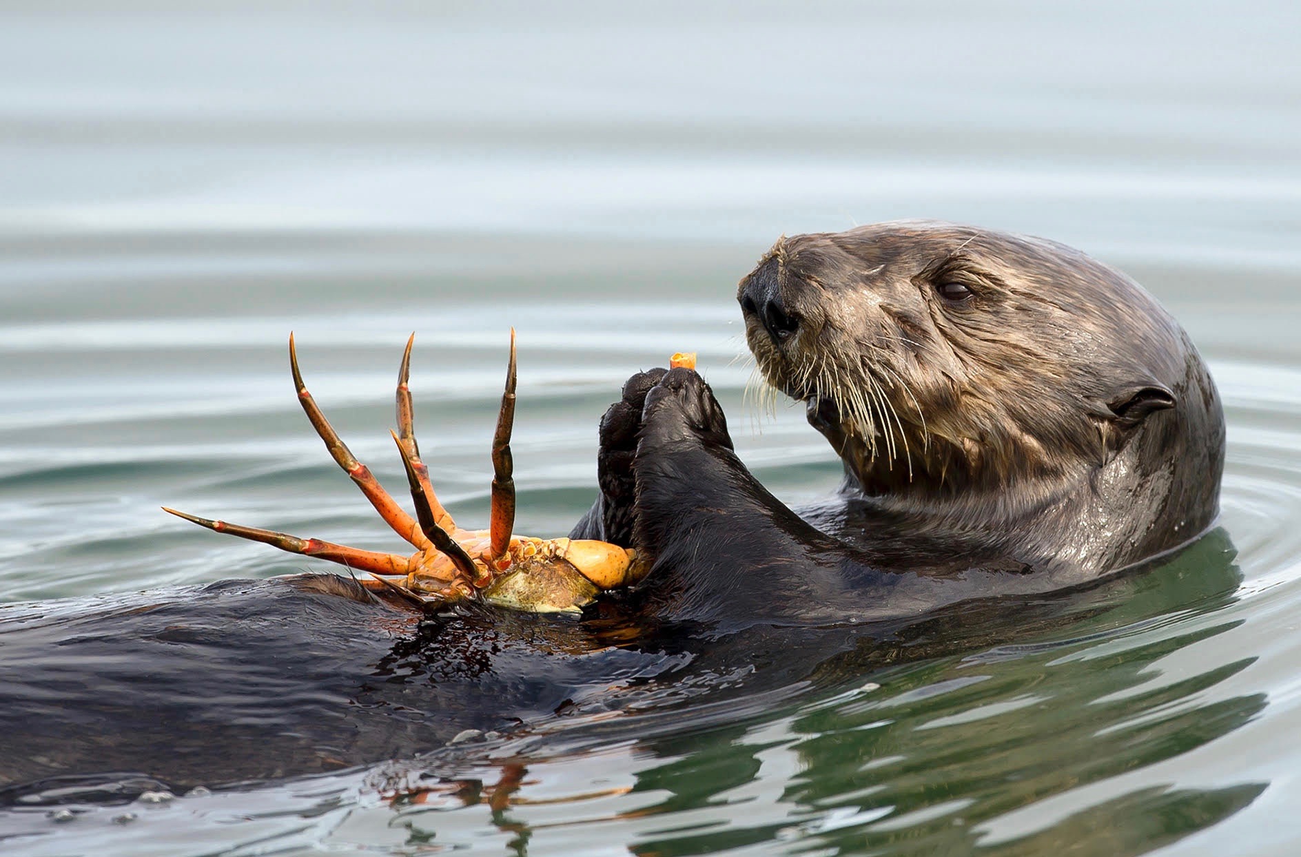 fascinating facts - southern sea otter