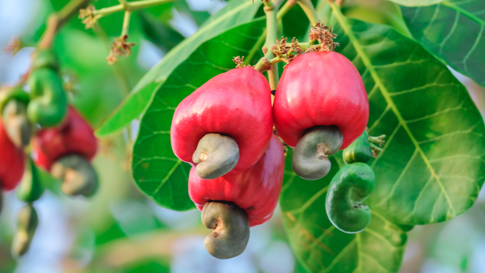 fascinating facts - cashew apple