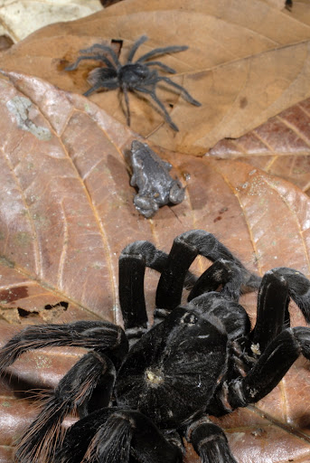 fascinating facts - tarantula frog mutualism