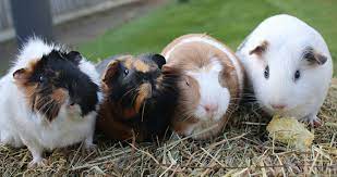 fascinating facts - guinea pigs