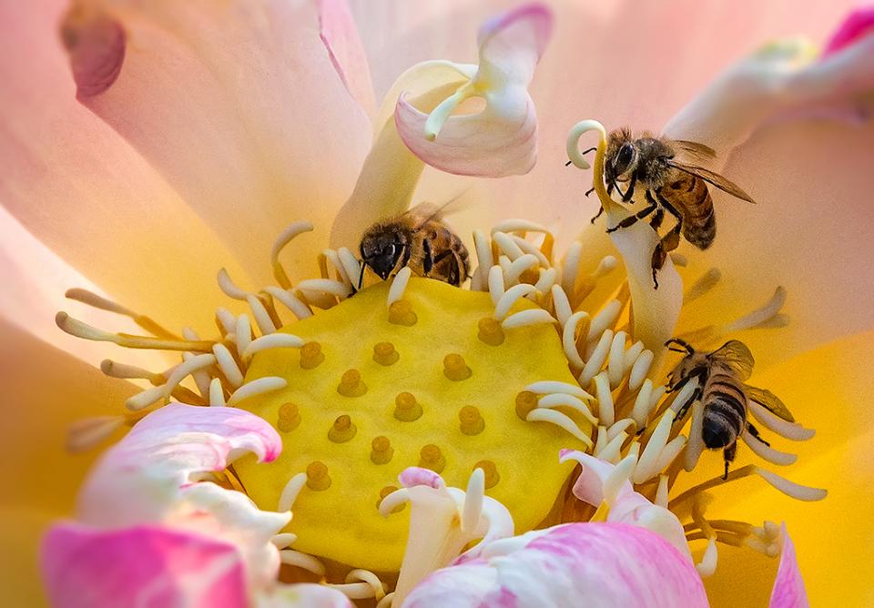 fascinating facts - bees on lotus