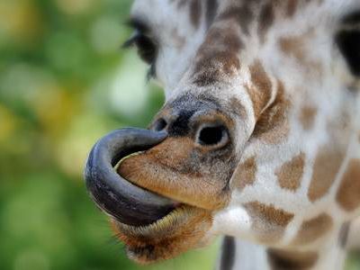 fascinating facts - giraffe tongue