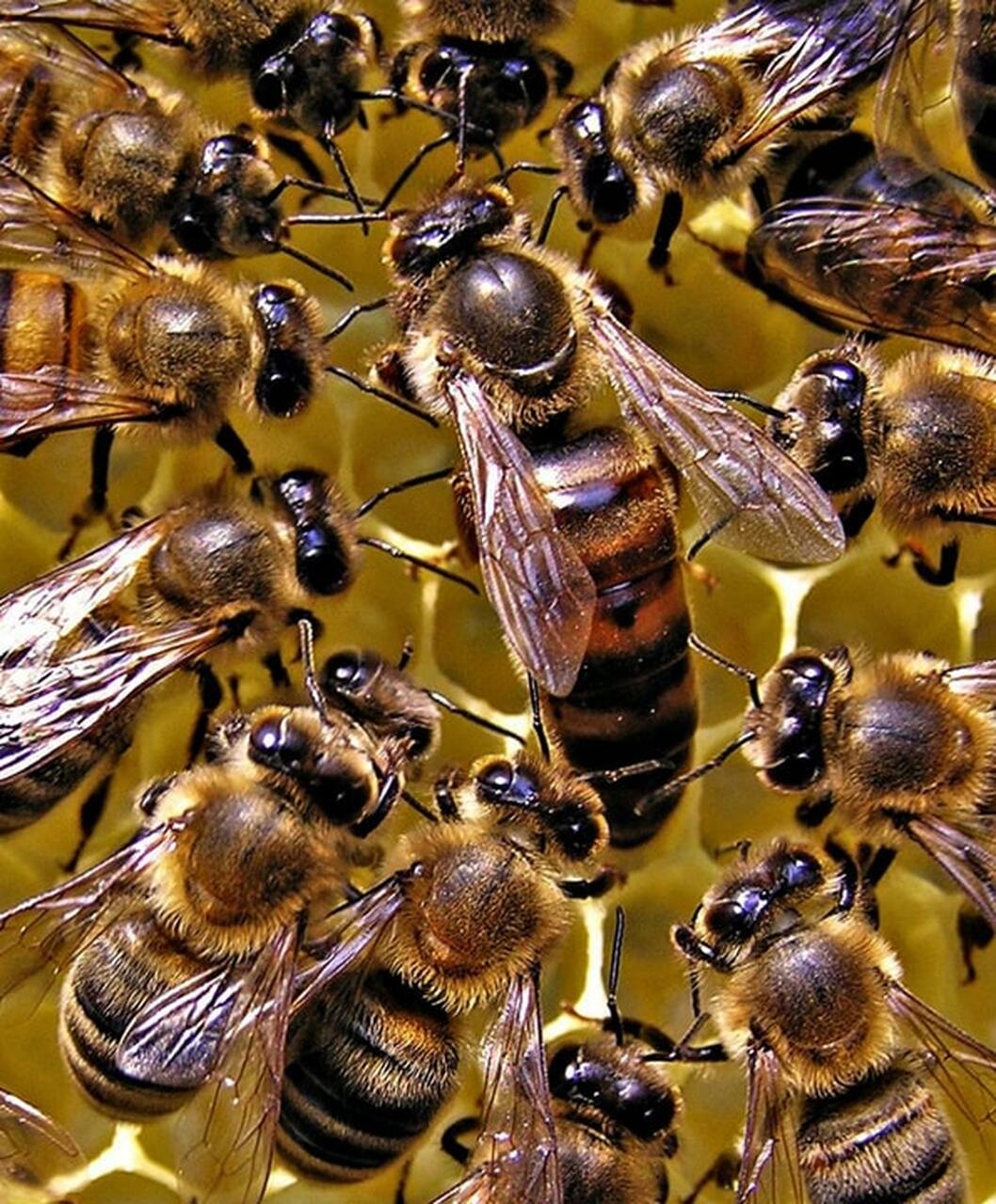 fascinating facts - queen honey bee