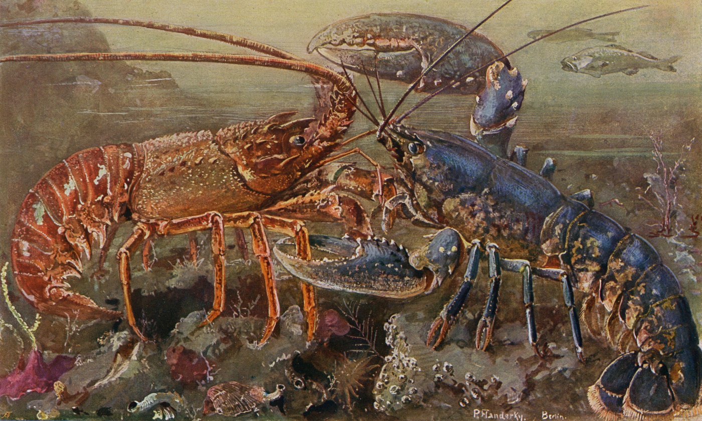 fascinating facts - lobster fighting