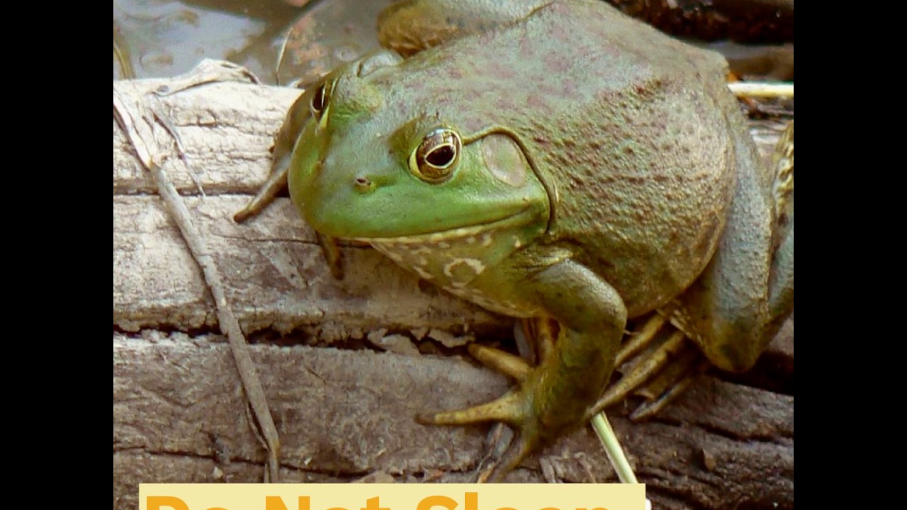 fascinating facts - american bullfrog