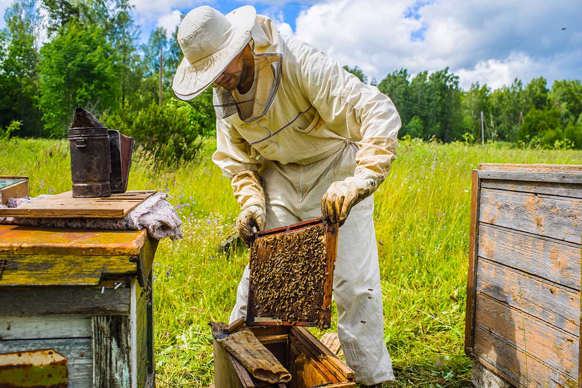 Odd things People have a guy for - Bee guy. If you need a hive removed he is the guy to call to safely and humanely remove the bees without killing them.-u/lisasimpsonfan