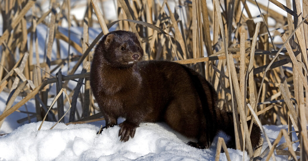 Odd things People have a guy for - A mink smuggler. As in live mink. That I raise from babies. He snuggles them out of fur farms. -u/backaritagain